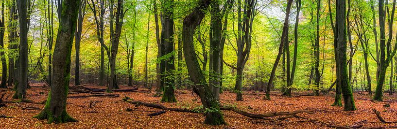 Panorama Beech Forest by Coen Weesjes
