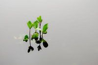 Waterplanten in poel
