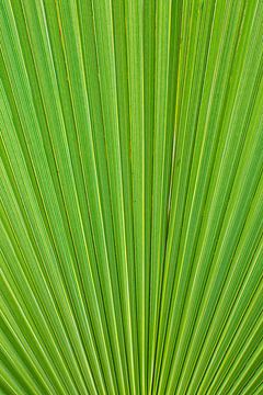 Green palm leaf close-up by Iris Koopmans
