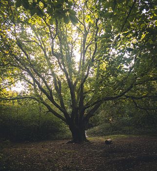 Herbsttafel im September im Wald