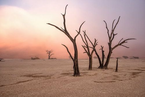 Brouillard dans le deadvlei