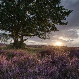 Blooming heather by Sander Knopper