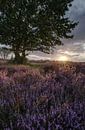 Blooming heather by Sander Knopper thumbnail
