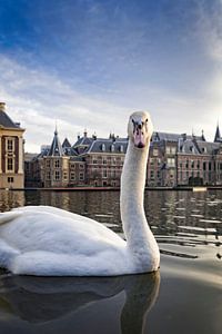 witte zwaan op de Hofvijver in Den Haag van gaps photography
