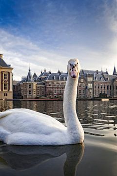 white swan on the Hofvijver in The Hague by gaps photography