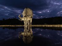 Buffalo in blue