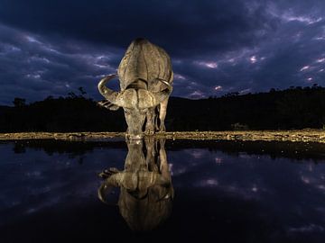 Buffel in blauw van Petra van der Zande