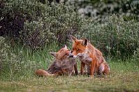 Affection