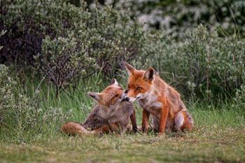 Affection