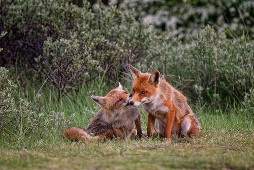 Affection
