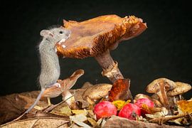 Herfst van Arno van Zon photography