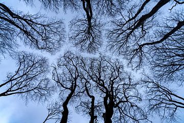 Vue de la forêt vers le ciel