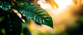 Green leaf in soft light by Poster Art Shop