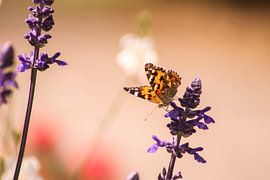 Prachtige vlinder in het park van Iris Beukelman
