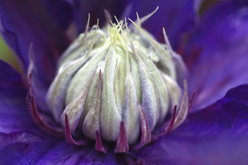Openende Clematisbloem  Multi Blue