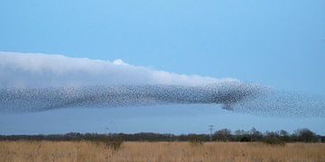 Starling Swarm by Barbara Brolsma