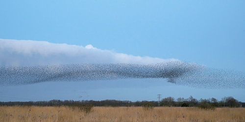 Starling Swarm