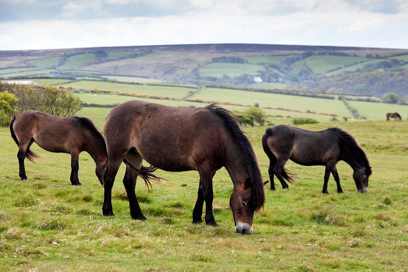 wild Exmoor ponies by Jürgen Wiesler