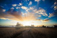 Backlight by Maurice van de Waarsenburg thumbnail