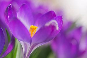 Krokus sur Miranda Bos