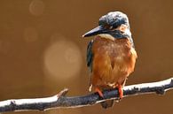 IJsvogel op tak, oranje achtergrond met bokeh van Sascha van Dam thumbnail