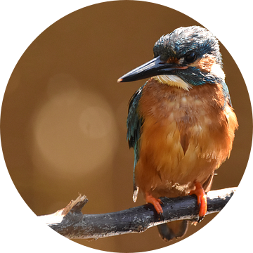 IJsvogel op tak, oranje achtergrond met bokeh van Sascha van Dam