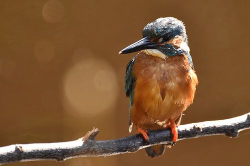IJsvogel op tak, oranje achtergrond met bokeh