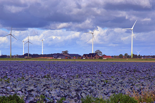 Red cabbage field in Aldekerk