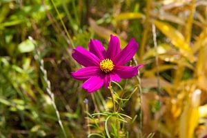 Blumenwiese