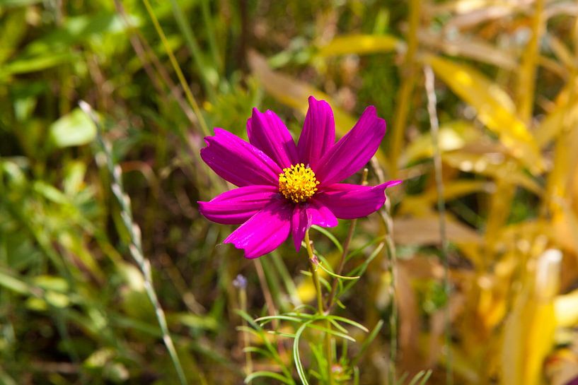 Bloemenweide van t.ART