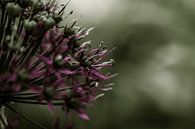 Fleur en gros plan par Carla van Zomeren Aperçu