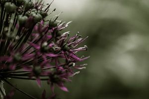 Flower macro by Carla van Zomeren