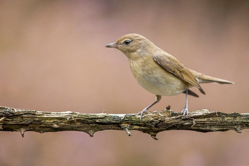 garden warbler on branch 2 by Ben Bokeh