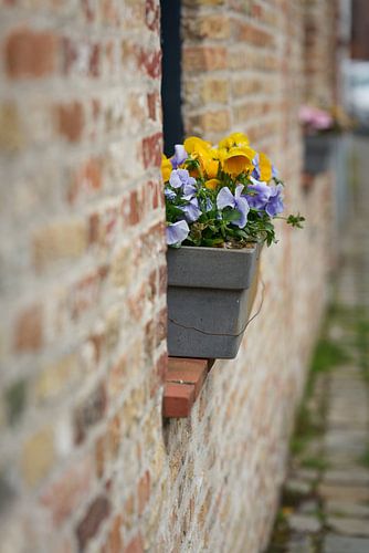 Viooltjes in bloei in Brugge