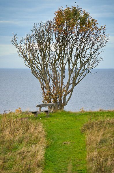 Vom Wind gebogener Baum mit Bank auf einer Klippe am Meer. von Martin Köbsch