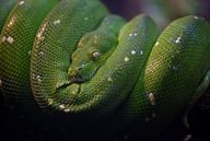 Groene boom python van Ron Meijer Photo-Art thumbnail