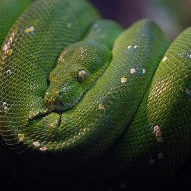 Groene boom python van Ron Meijer Photo-Art