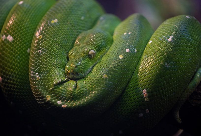 Groene boom python van Ron Meijer Photo-Art