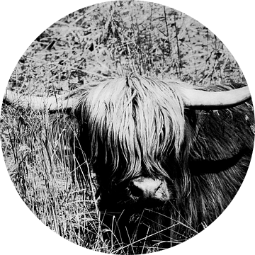 Schottisches Hochlandrind Portrait