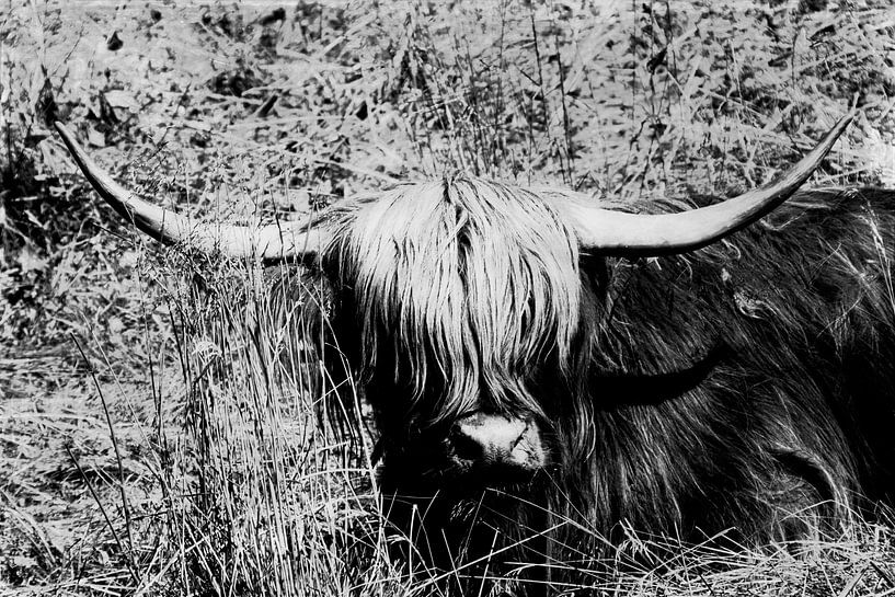 Schottisches Hochlandrind Portrait von Dirk Wüstenhagen