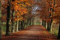 Beukenlaan Oud-Valkenburg in de herfst