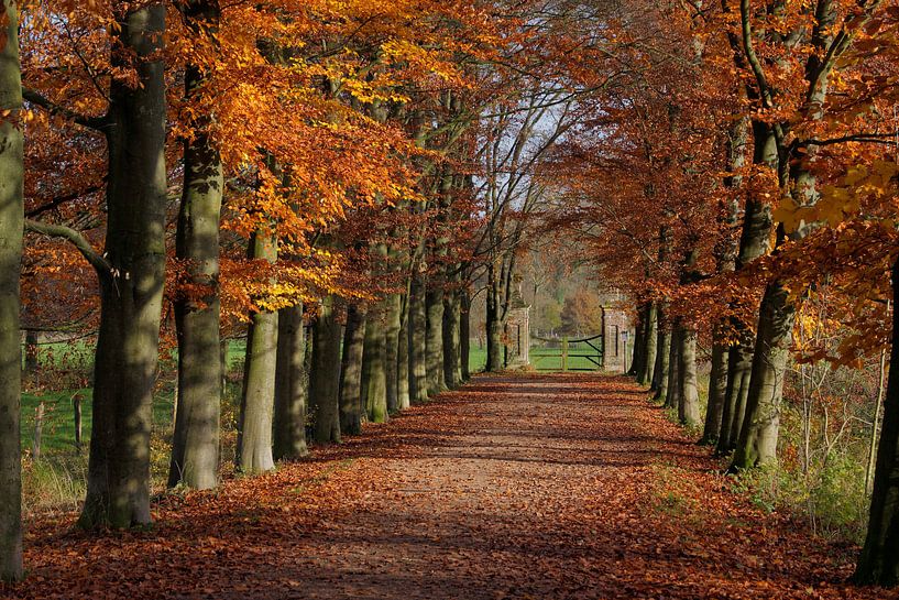 Beukenlaan Oud-Valkenburg in de herfst by Ton Reijnaerdts