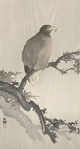 Weißkopfseeadler auf einem Zweig des Ohara Koson