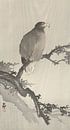 Aigle à tête blanche sur la branche de Ohara Koson par Gave Meesters Aperçu