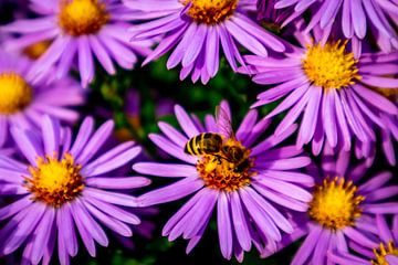 De magnifiques fleurs dans le jardin familial sur Oliver Hlavaty