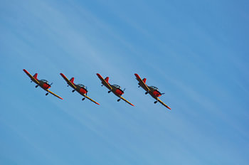 Éleveur s11
