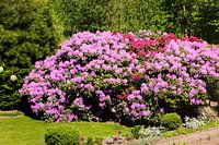 paarse rododendron