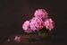 Blumenstillleben, Rhododendron von Joske Kempink