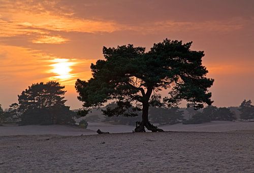 Zone de coucher du soleil dérive de sable Soesterduinen