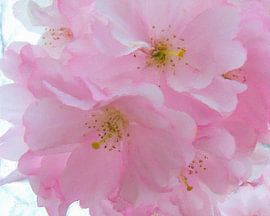 Pink fragility by Frans Jonker